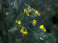 Genista linifolia 1, Saxifraga-Jan van der Straaten
